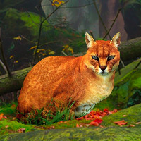 Free online html5 games - Big African Golden Cat Escape game - WowEscape