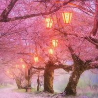 Free online html5 games - Cherry Blossom Forest Escape game - WowEscape