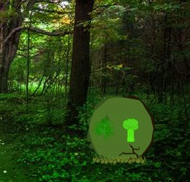 Free online html5 games - Emerald Green Forest Escape game - WowEscape