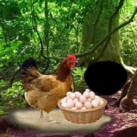 Free online html5 games - Help The Incubation Hen game - WowEscape